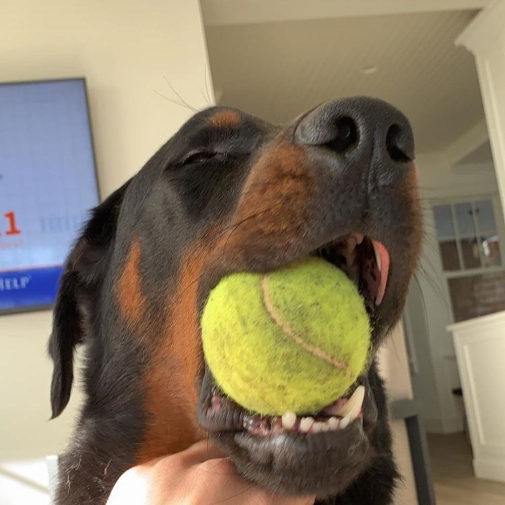 Meet your Posher, Laura